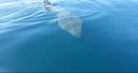 Dolphin Seafaris