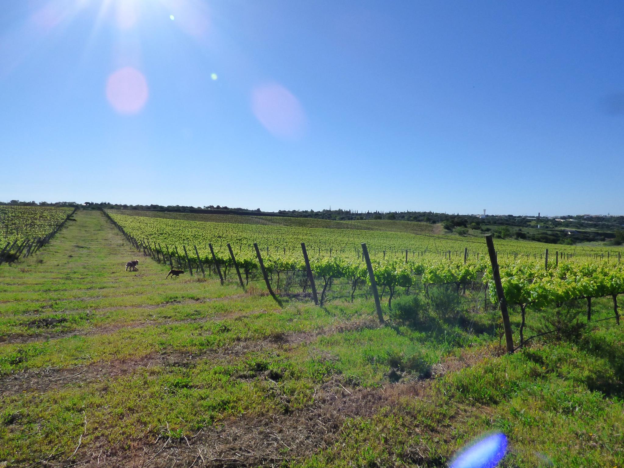 Herdade dos Pimentéis