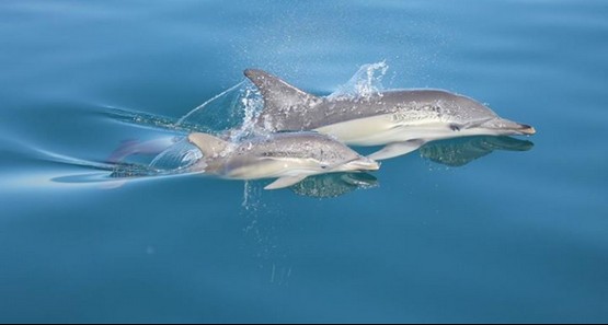 Dolphin Seafaris
