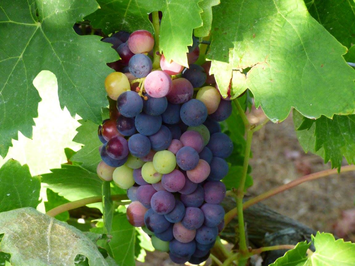 Herdade dos Pimentéis