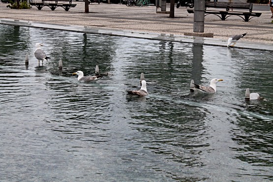 Praça Manuel Teixeira Gomes