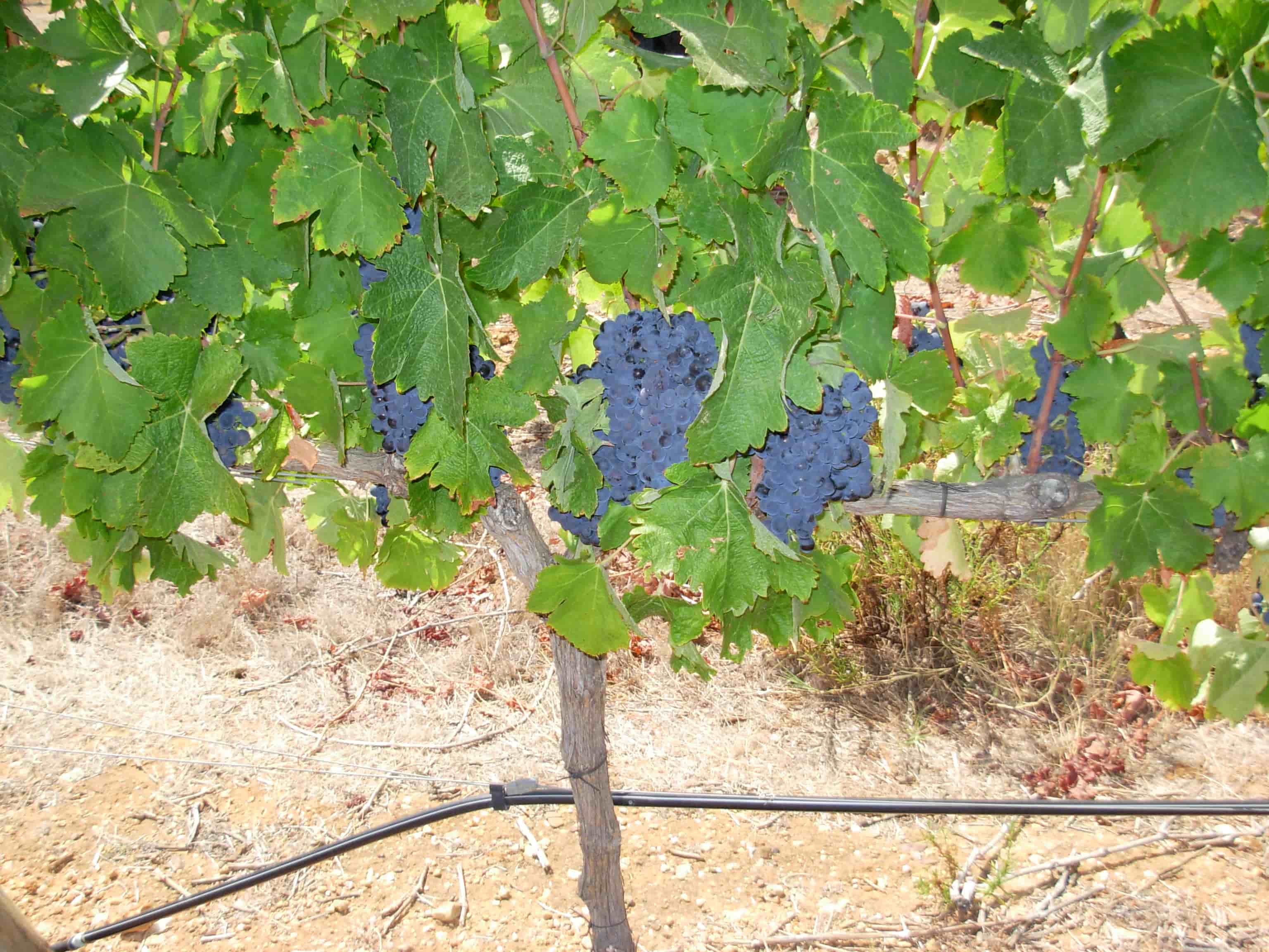 Herdade dos Pimentéis 