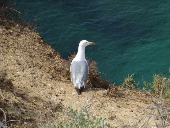 Balconies above the Sea
