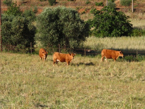 Journey to the Interior