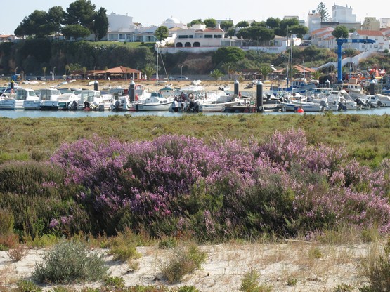 Ao Sabor da Maré – At the Whim of the Tides