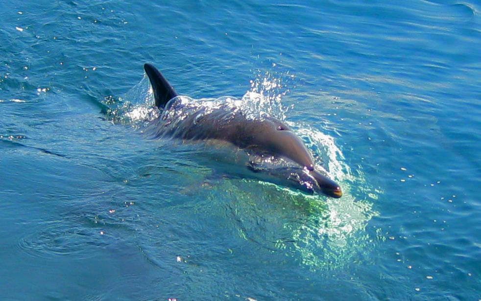Buédesucesso - Actividades Marítimo Turísticas