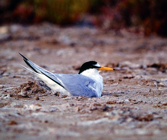 Ao Sabor da Maré – At the Whim of the Tides