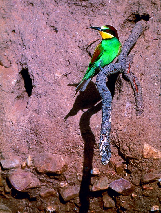 Journey to the Interior