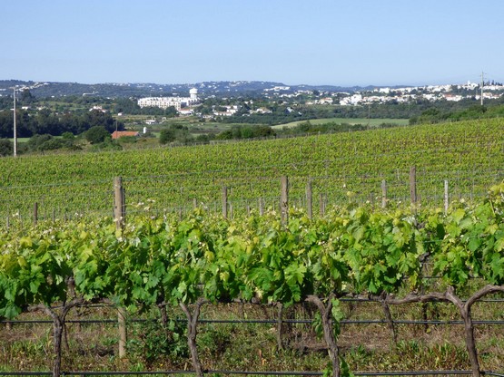 Wines in Portimão Wines in Portimão