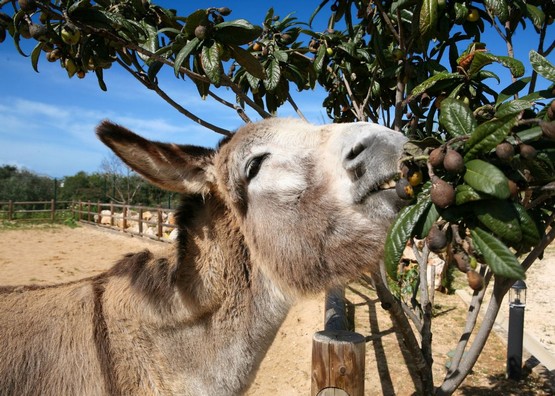 Activities for children