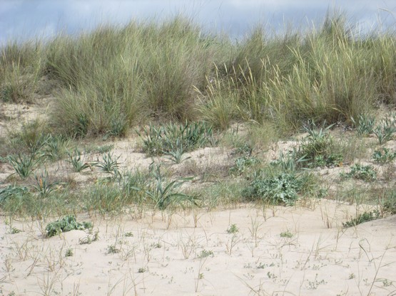 At the Whim of the Tides