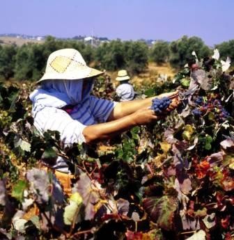 Quinta do Morgado da Torre