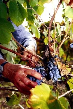 Quinta do Morgado da Torre