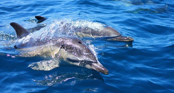 Dolphin Seafaris