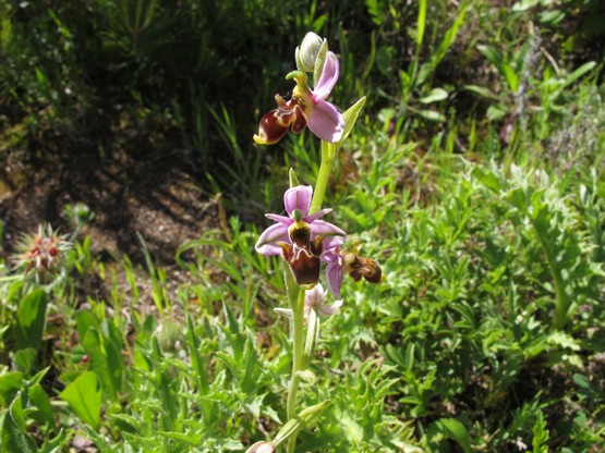 Varandas sobre o Mar