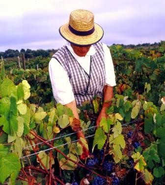 Quinta do Morgado da Torre