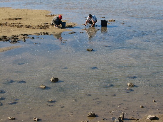 Rocha Delicada Rocha Delicada