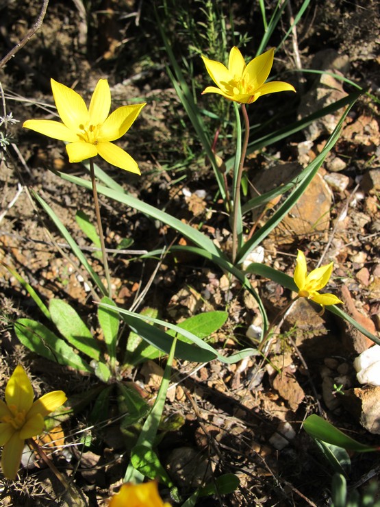Ligação À Via Algarviana