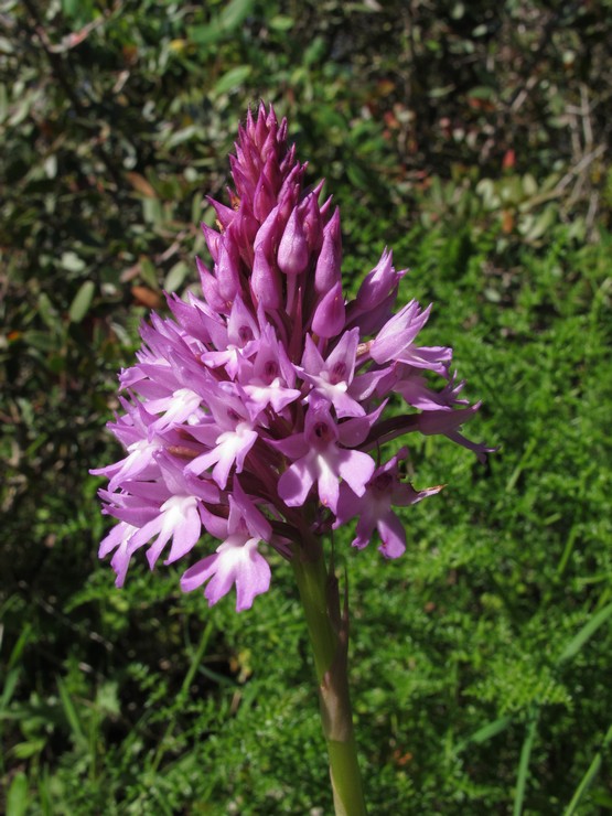 Varandas Sobre o Mar